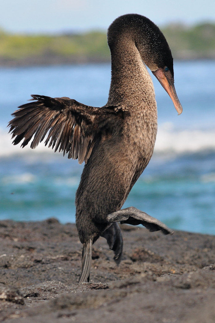 Flyless Cormoran