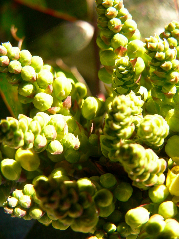 FNI fleur non identifiée