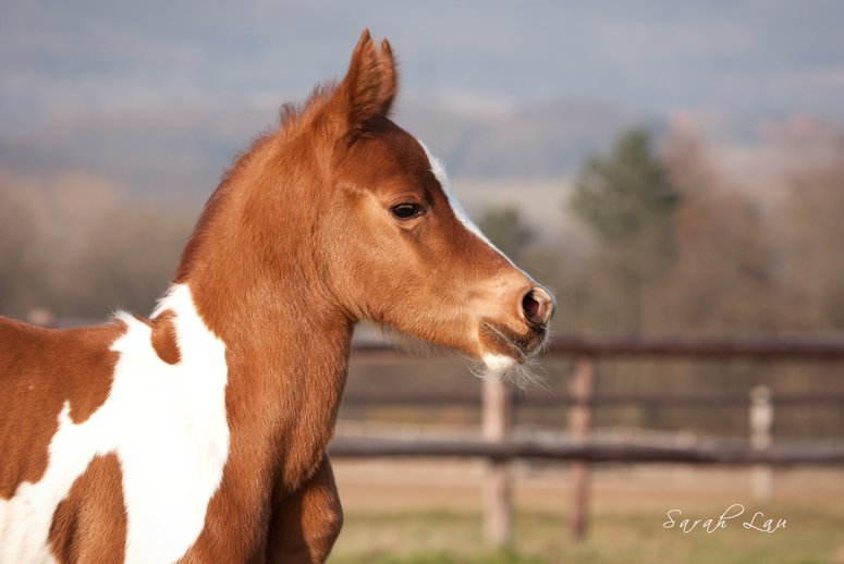 *Foal*