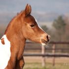 *Foal*