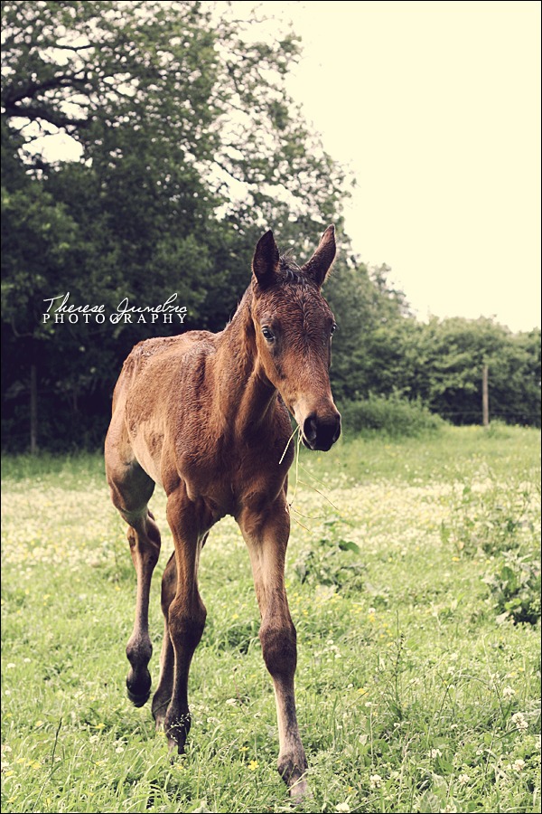 Foal