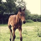 Foal