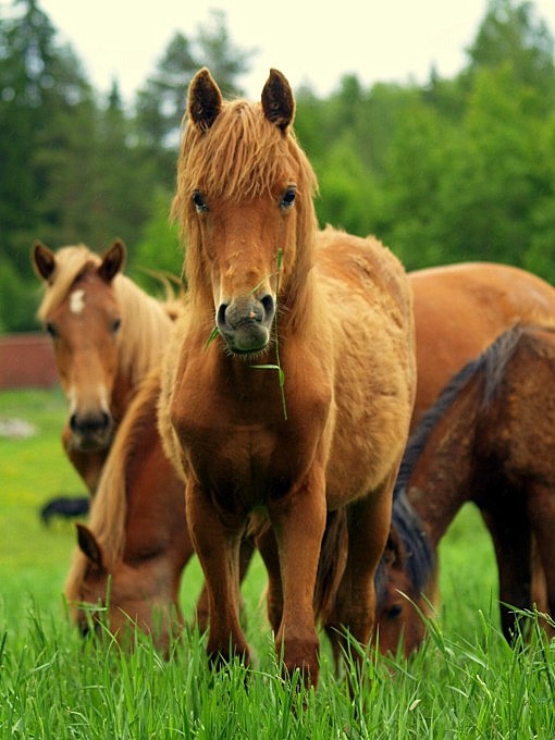 foal