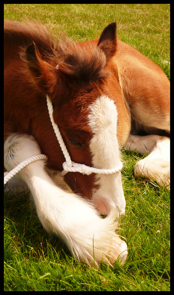 Foal