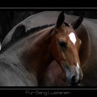 Foal Lusitano