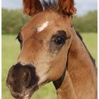 Foal of 2007