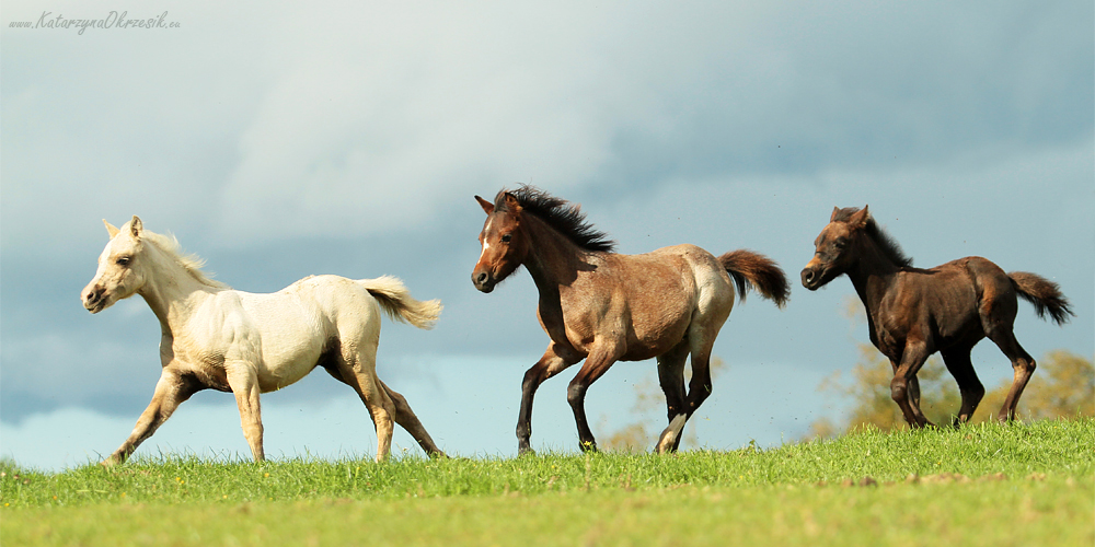 Foals