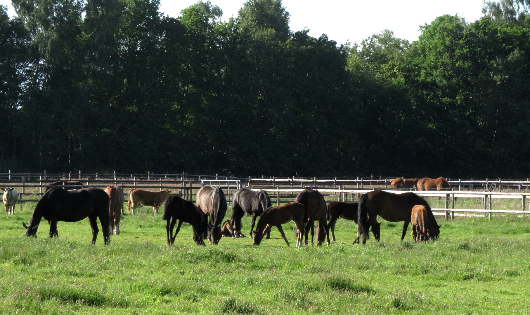  foals and mares