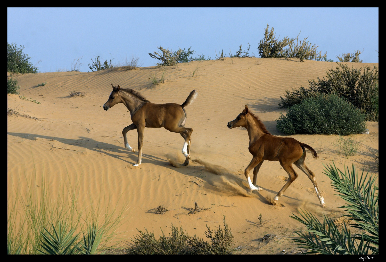 Foals at Play