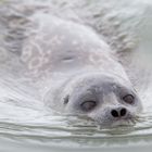 Foca de Anillos