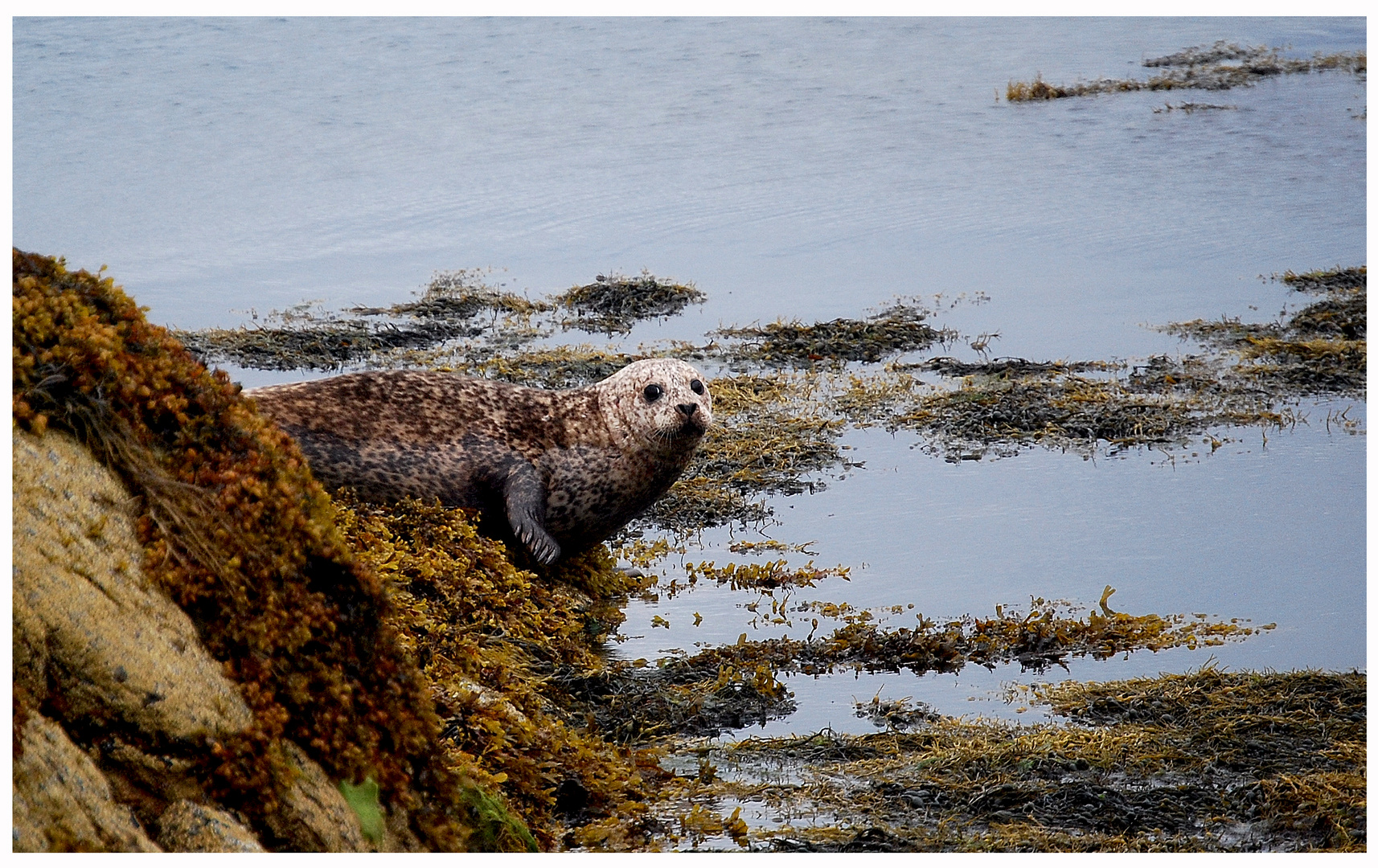 foca