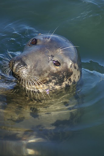 Foca en puerto de Howth - Dublin