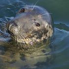 Foca en puerto de Howth - Dublin