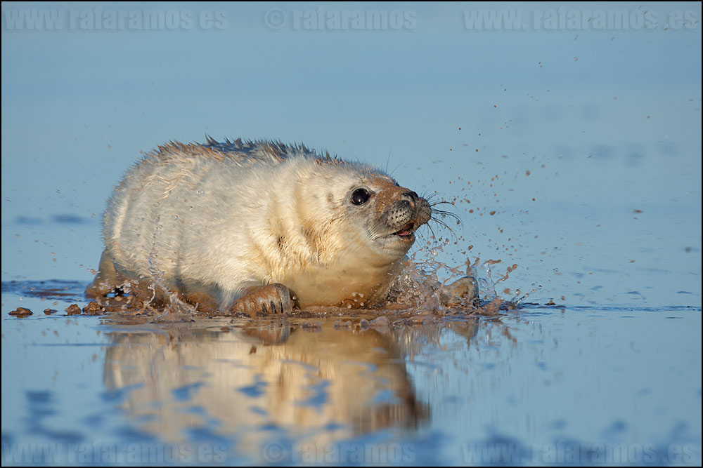 FOCA GRIS