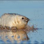 FOCA GRIS