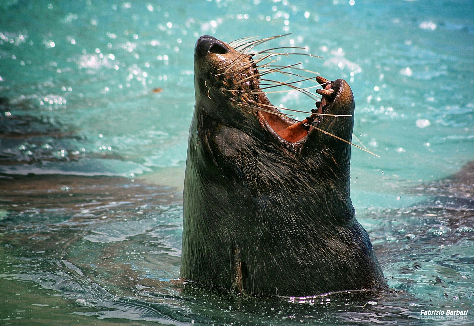 Foca in emersione