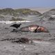 FOCA MARINA MUERTA EL AVE DE RAPIA QUERIENDOSE LONCHARSELO