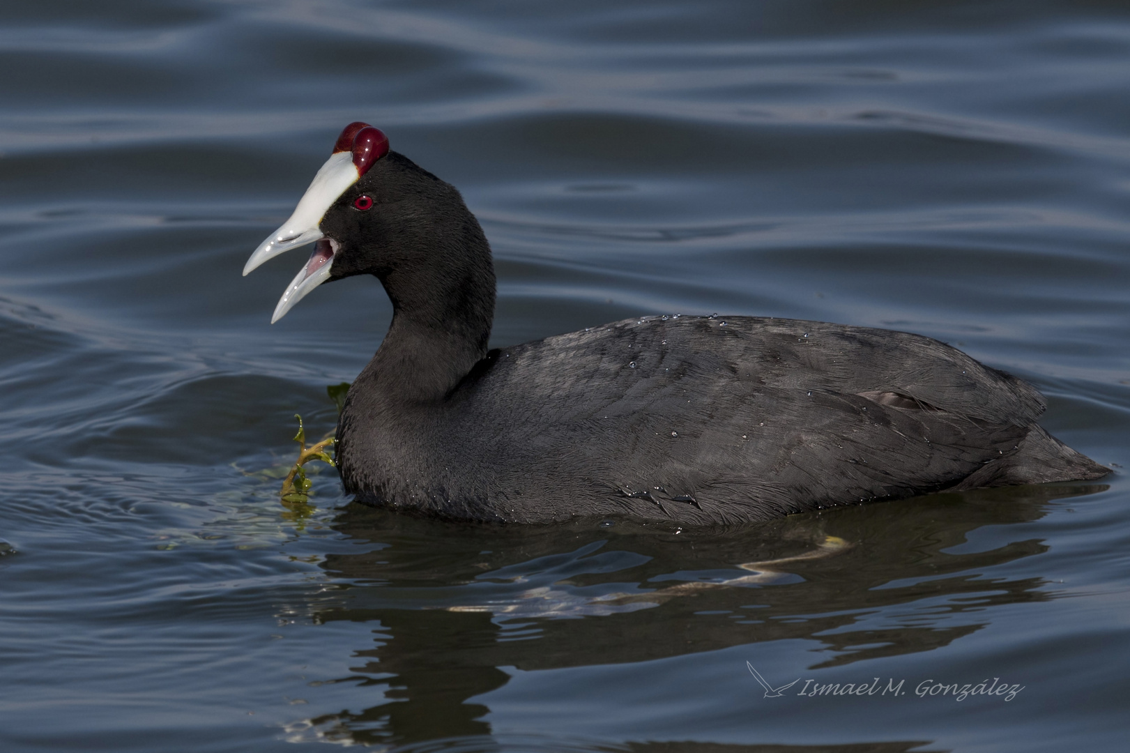 Focha cornuda. Fulica cristata.