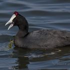 Focha cornuda. Fulica cristata.