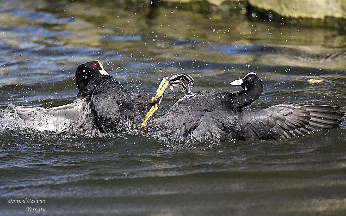 Foches luchándo - Gallinula chloropus boxing