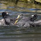 Foches luchándo - Gallinula chloropus boxing