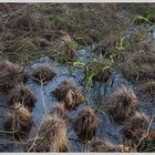 Fockbeker Moor nach dem Schnee