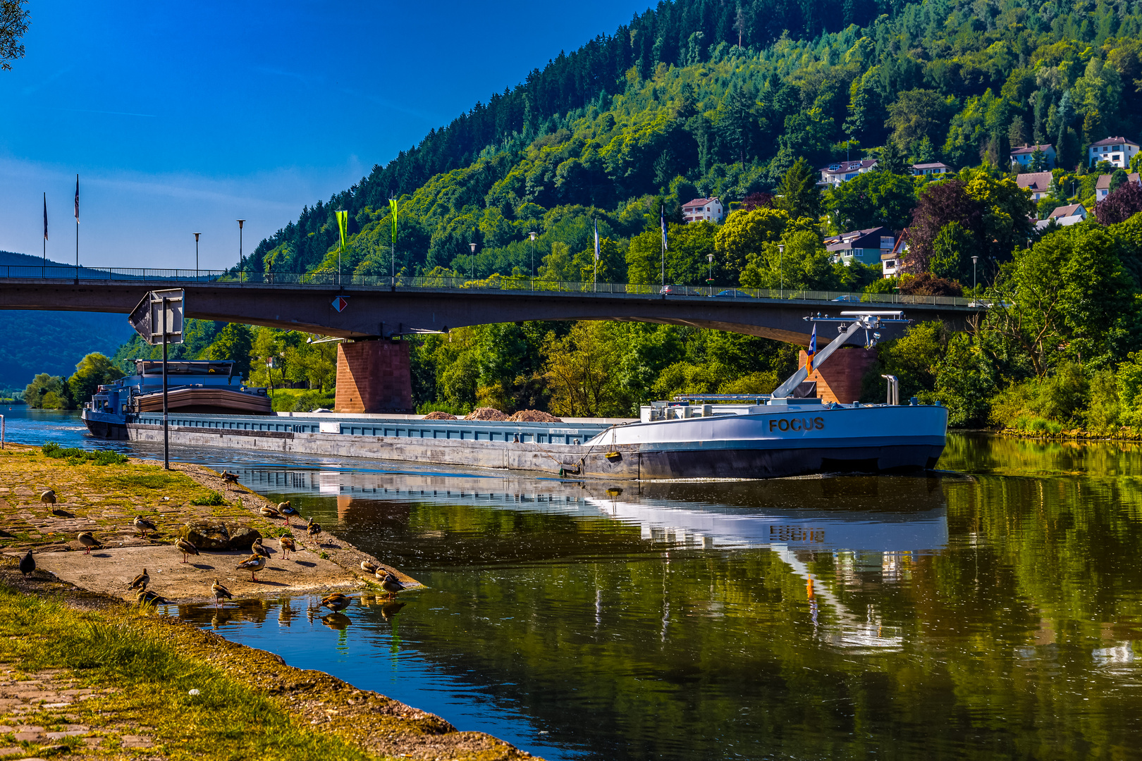 Focus auf dem Neckar 