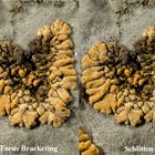 Focus Bracketing vs. Stacking mit Schlitten