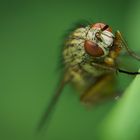 Focus stack einer Fliege