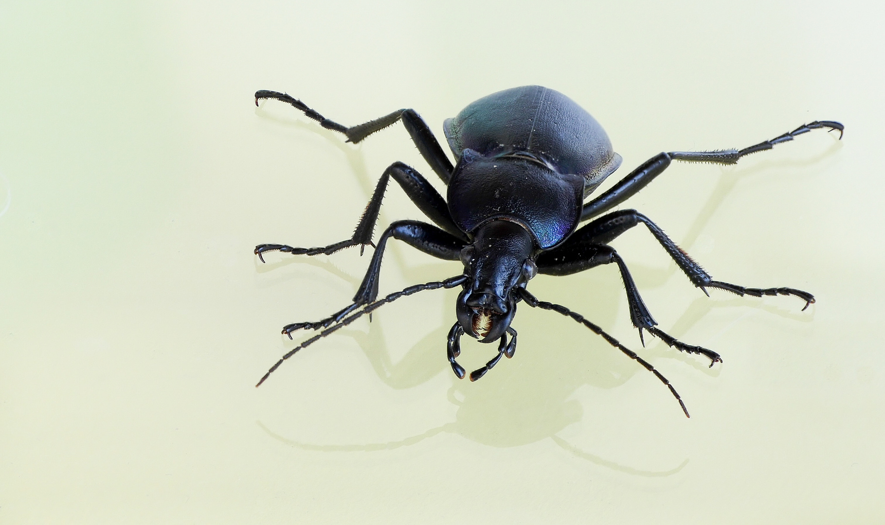 Focus Stacking 1 Foto & Bild tiere, wildlife, insekten Bilder auf