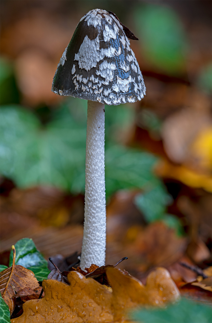 Focus Stacking (21 Bilder).