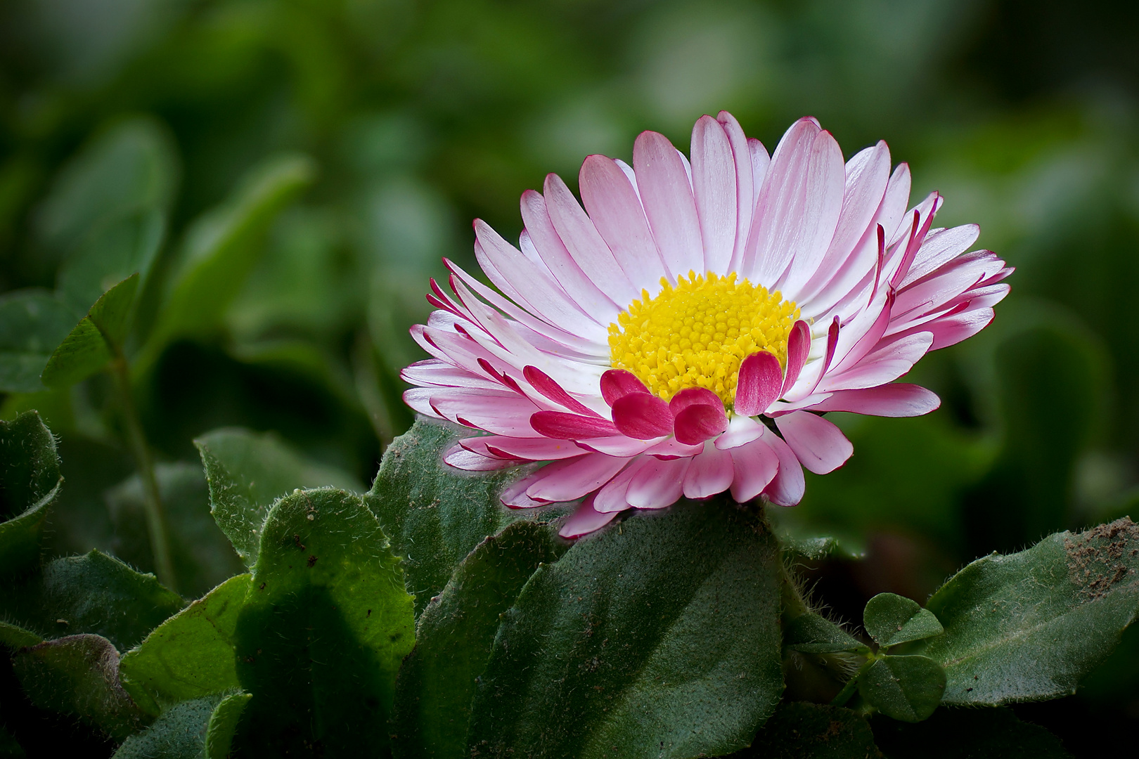 Focus stacking / 31 Bilder