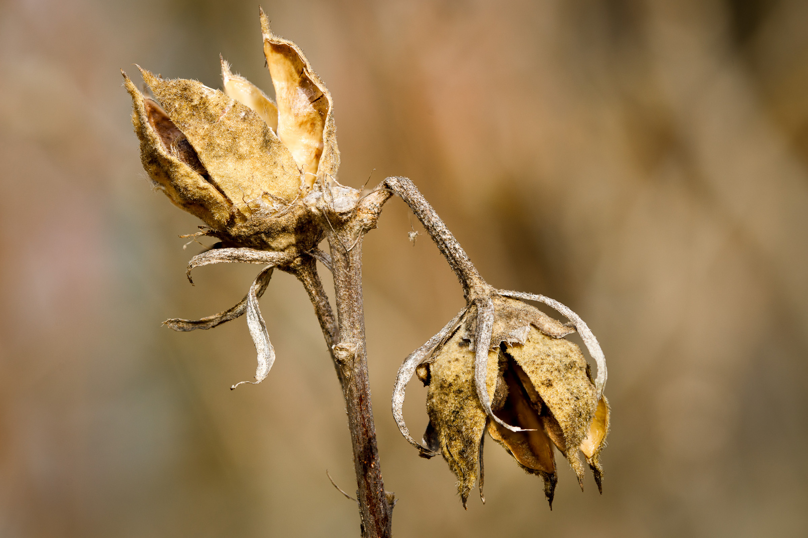 Focus Stacking