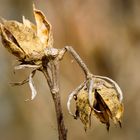 Focus Stacking