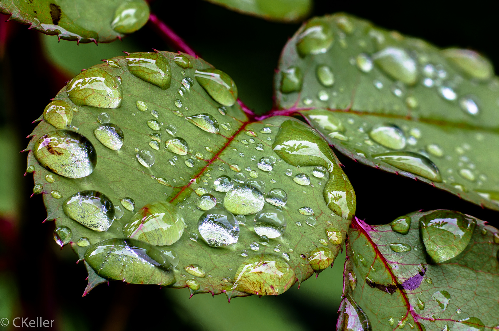 Focus Stacking - Blatt einer Rose I