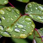 Focus Stacking - Blatt einer Rose I