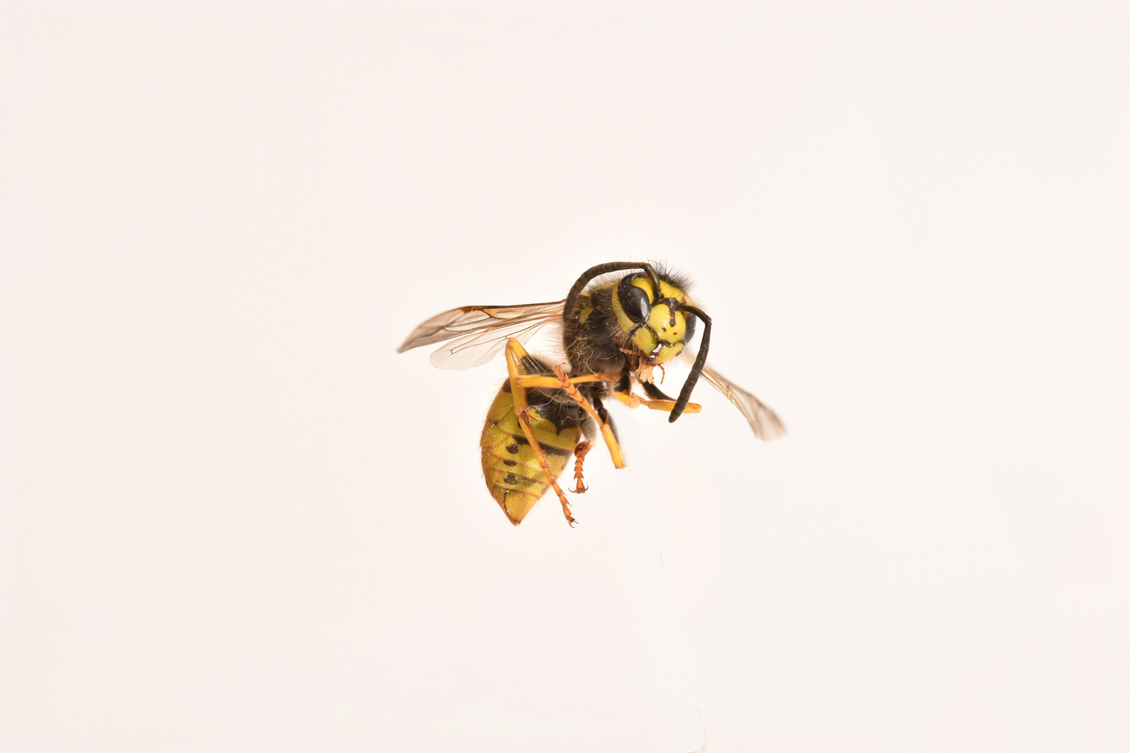 Focus Stacking  einer Wespe