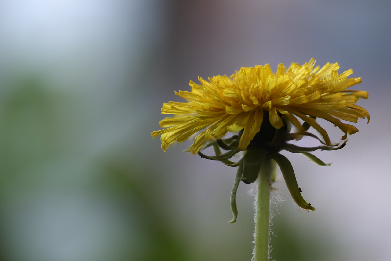 Focus stacking • Löwenzahn