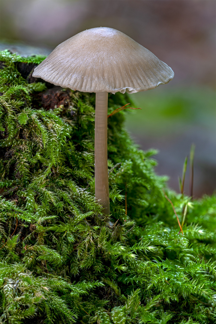 Focus Stacking per Hand (30 Bilder).