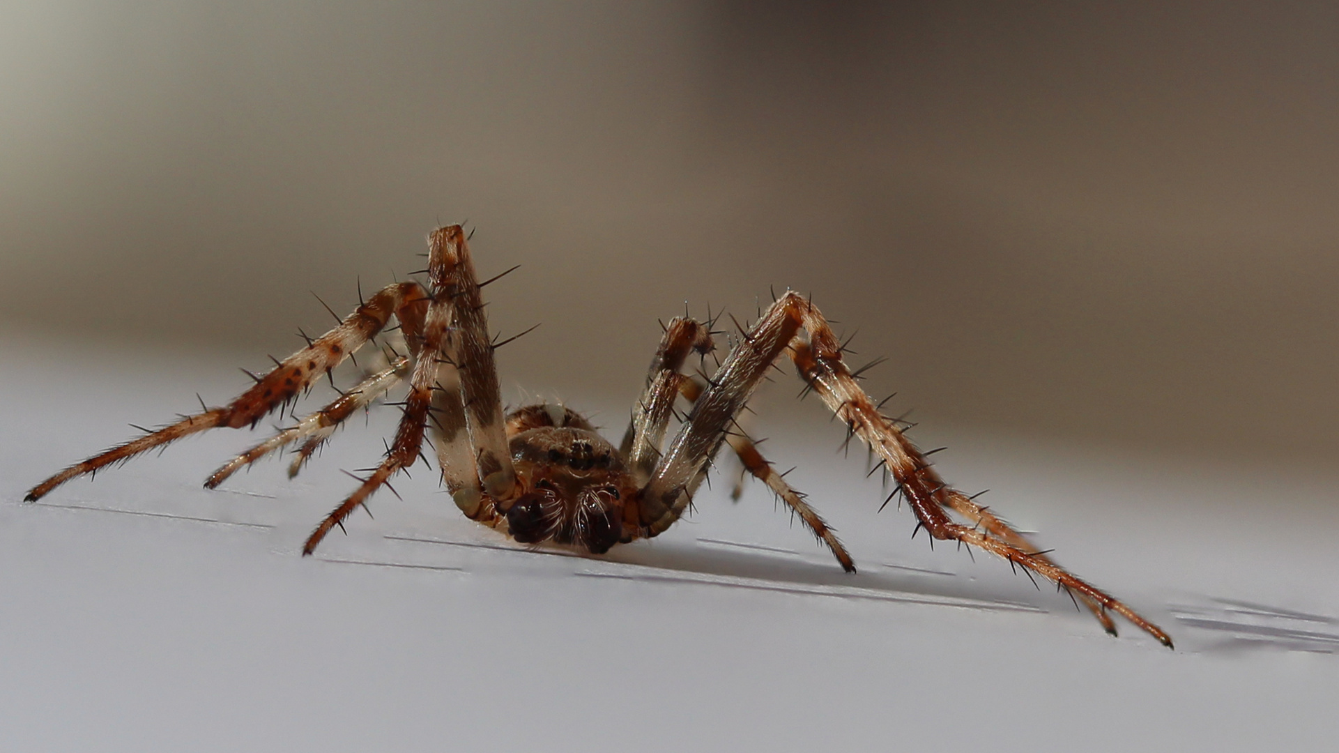 Focus Stacking Spinne