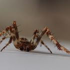 Focus Stacking Spinne