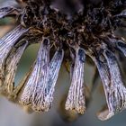 Focusstack mit Blumenrest und Makroobjektiv