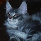 Foébus - Maine Coon