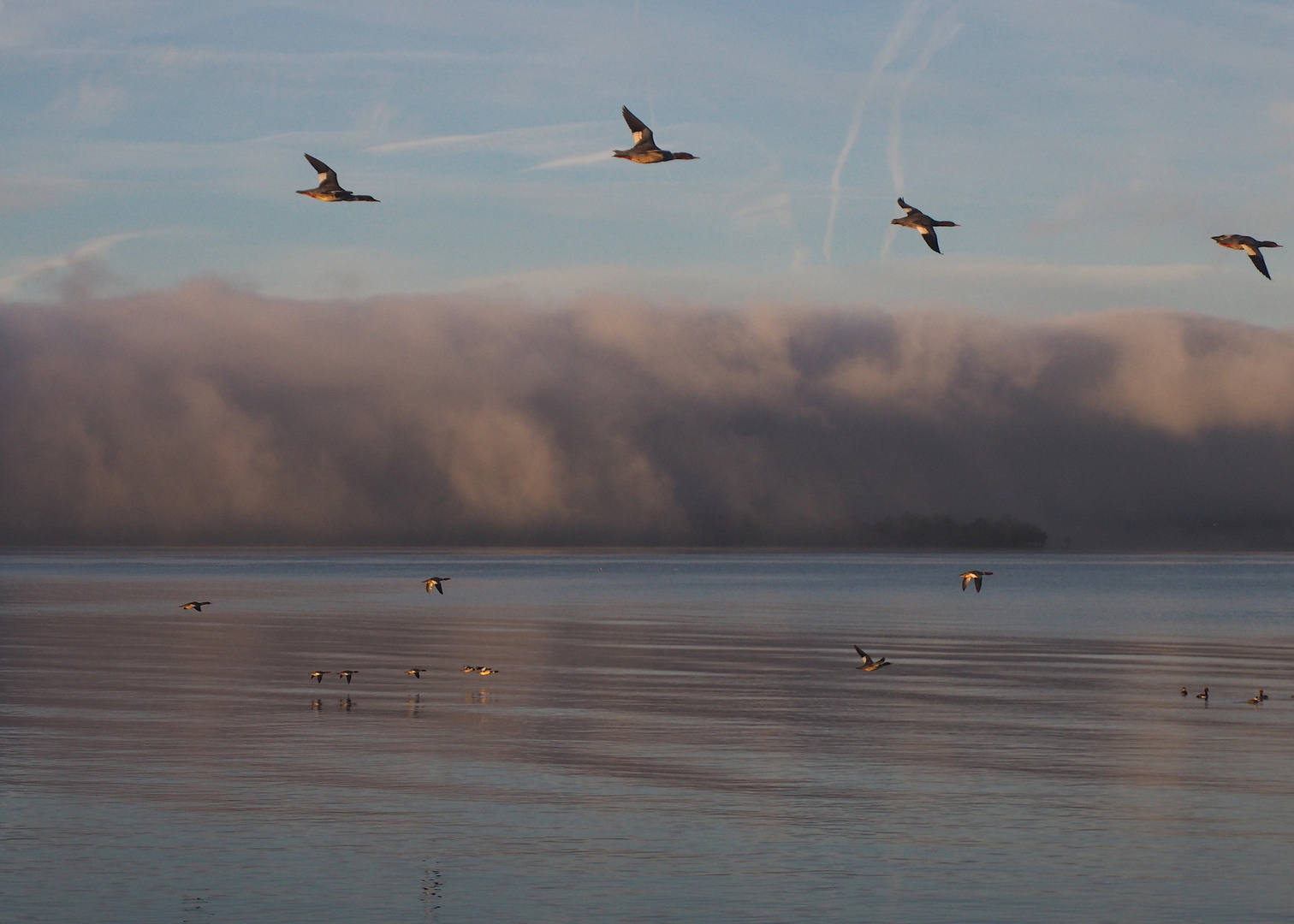 Fögel und Nebel am Bodensee