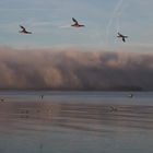 Fögel und Nebel am Bodensee