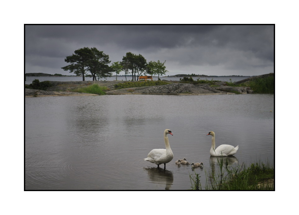 Föglö Swans