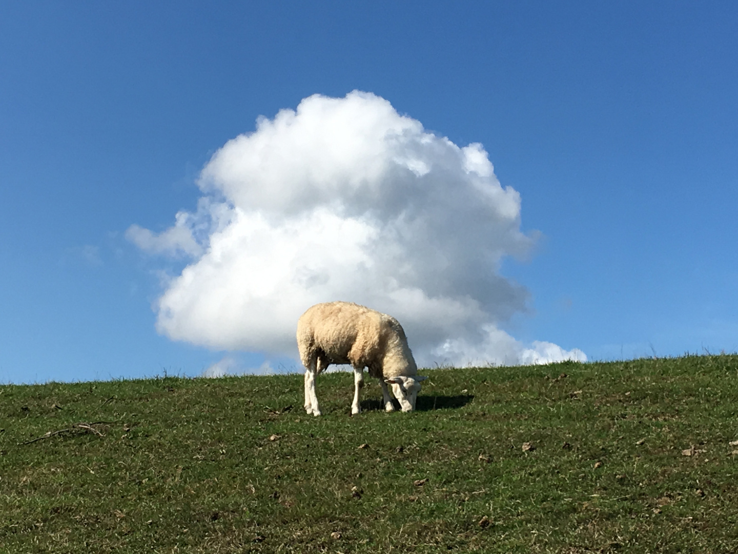 Föhr 