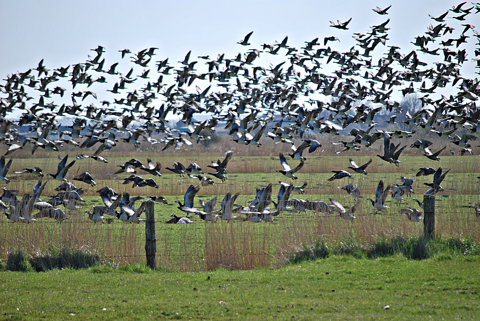 Föhr-Impressionen... 3