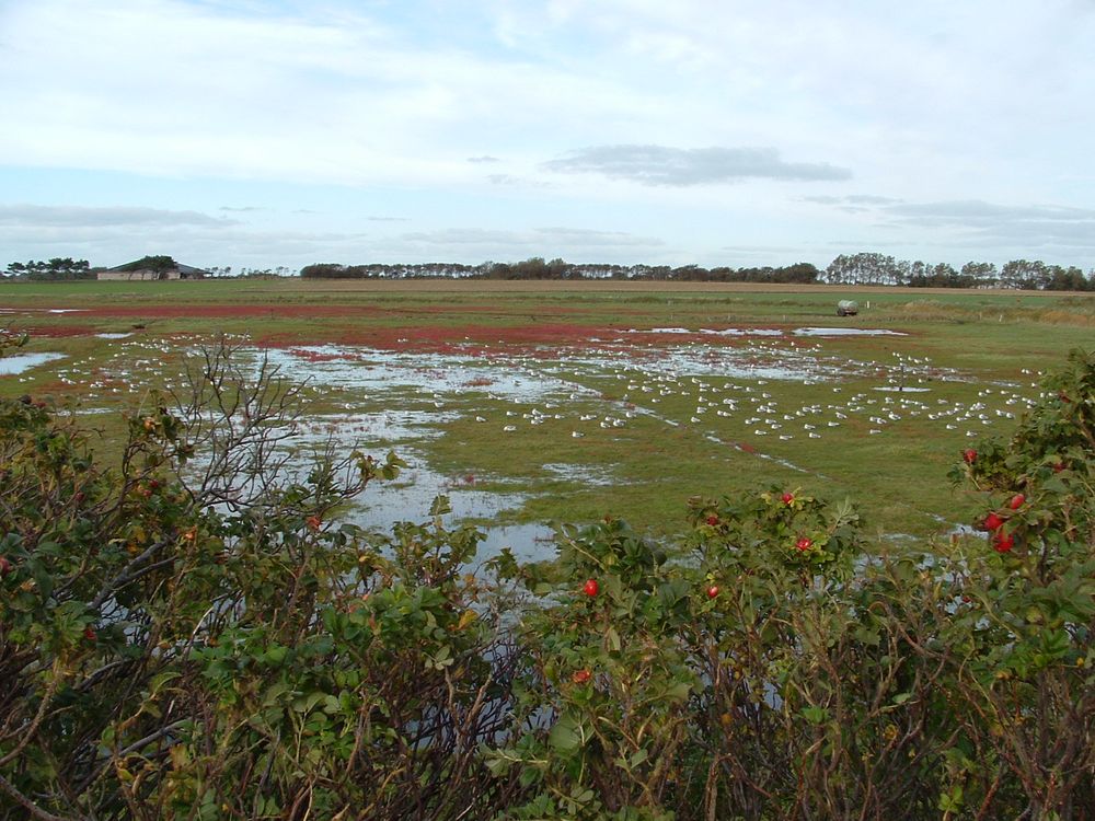 Föhr Melancholisch