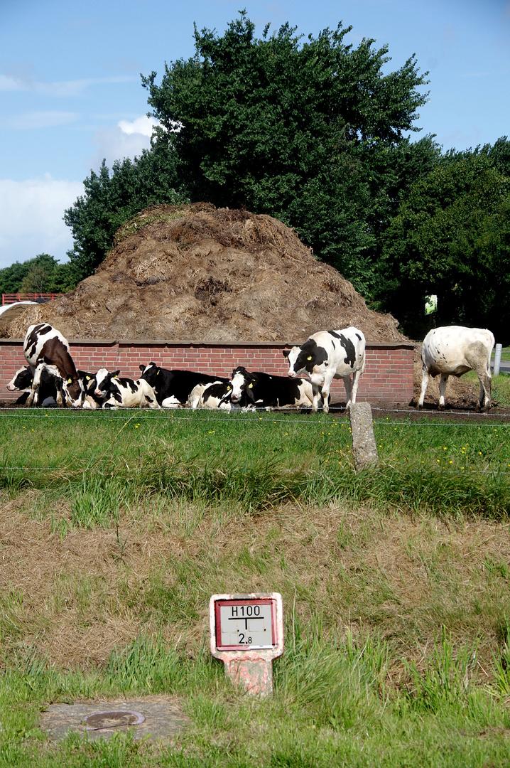 Föhr - Schiet 7